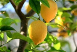 limone per i funghi dei piedi
